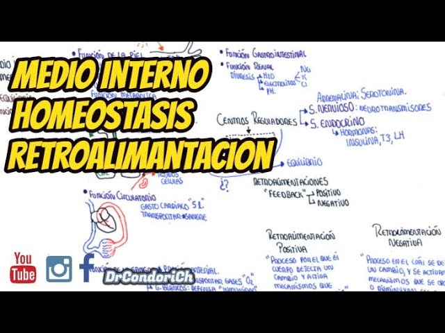 que es el medio interno del cuerpo humano