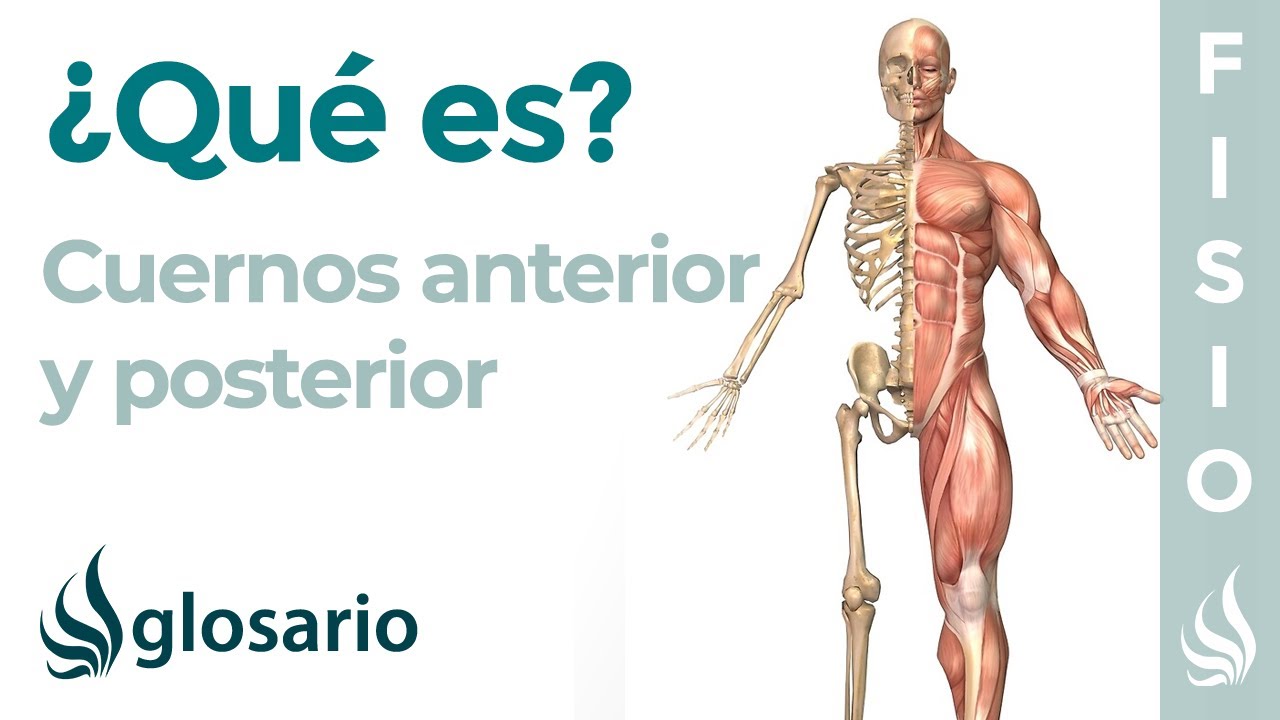 rotura cuerno posterior menisco interno tiempo recuperacion