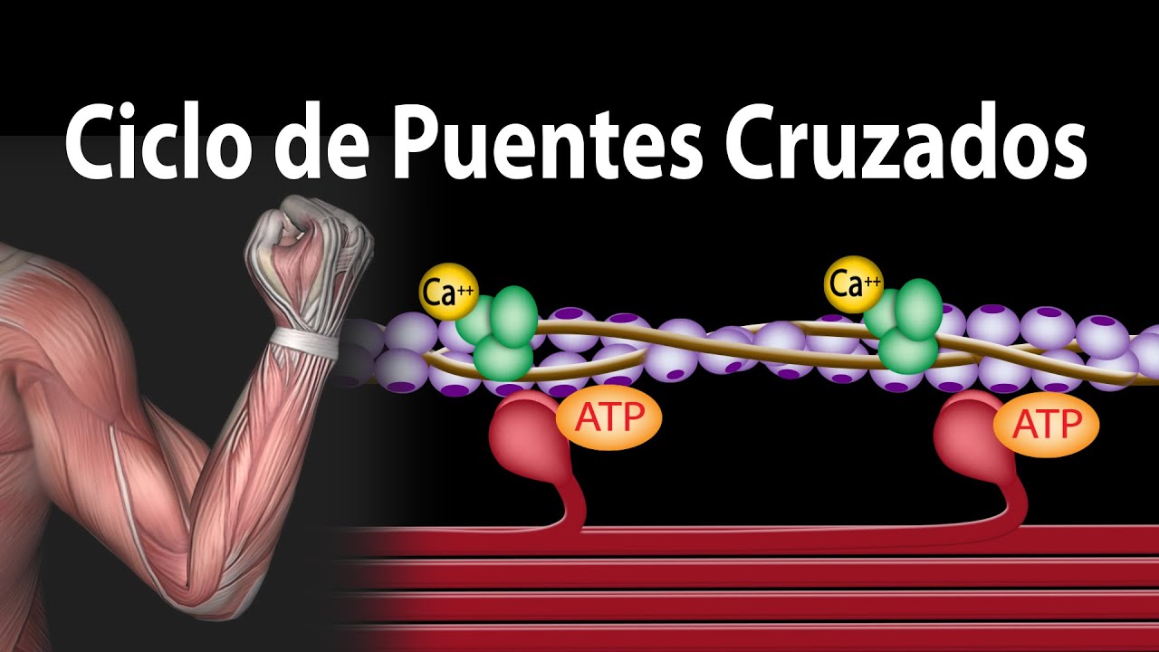 actina y miosina en el musculo