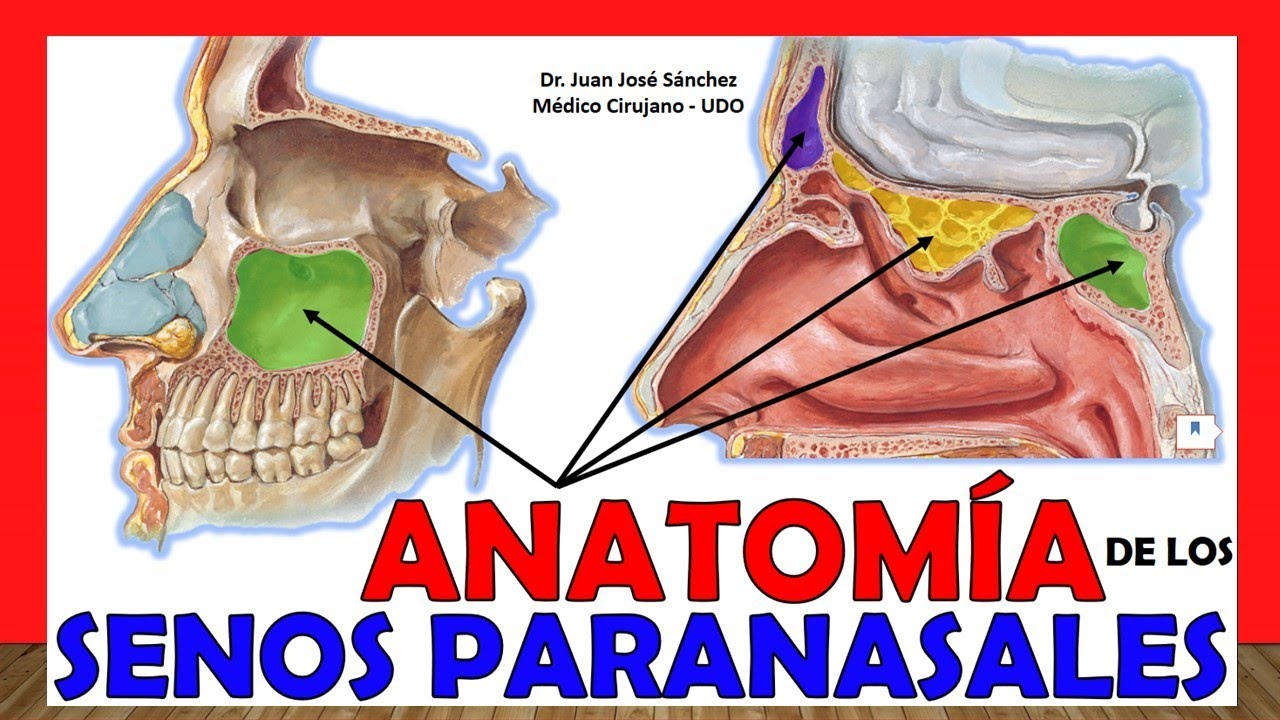anatomia y fisiologia de los senos