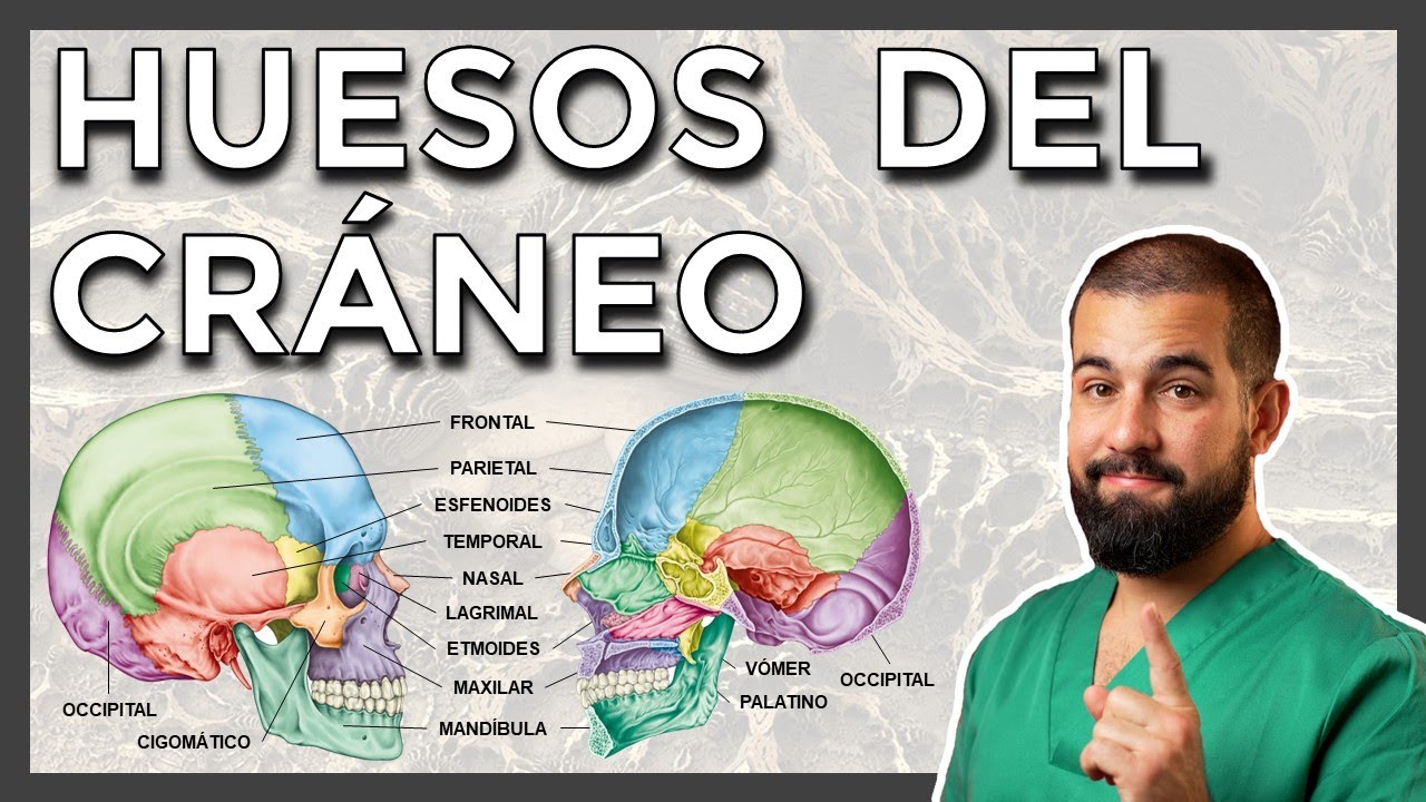 craneo de perfil con sus partes