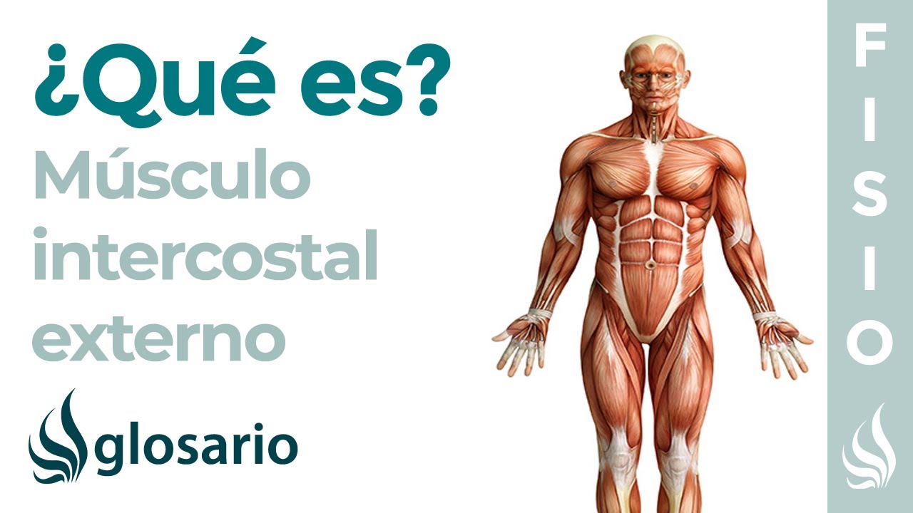 cual es la funcion de los musculos intercostales