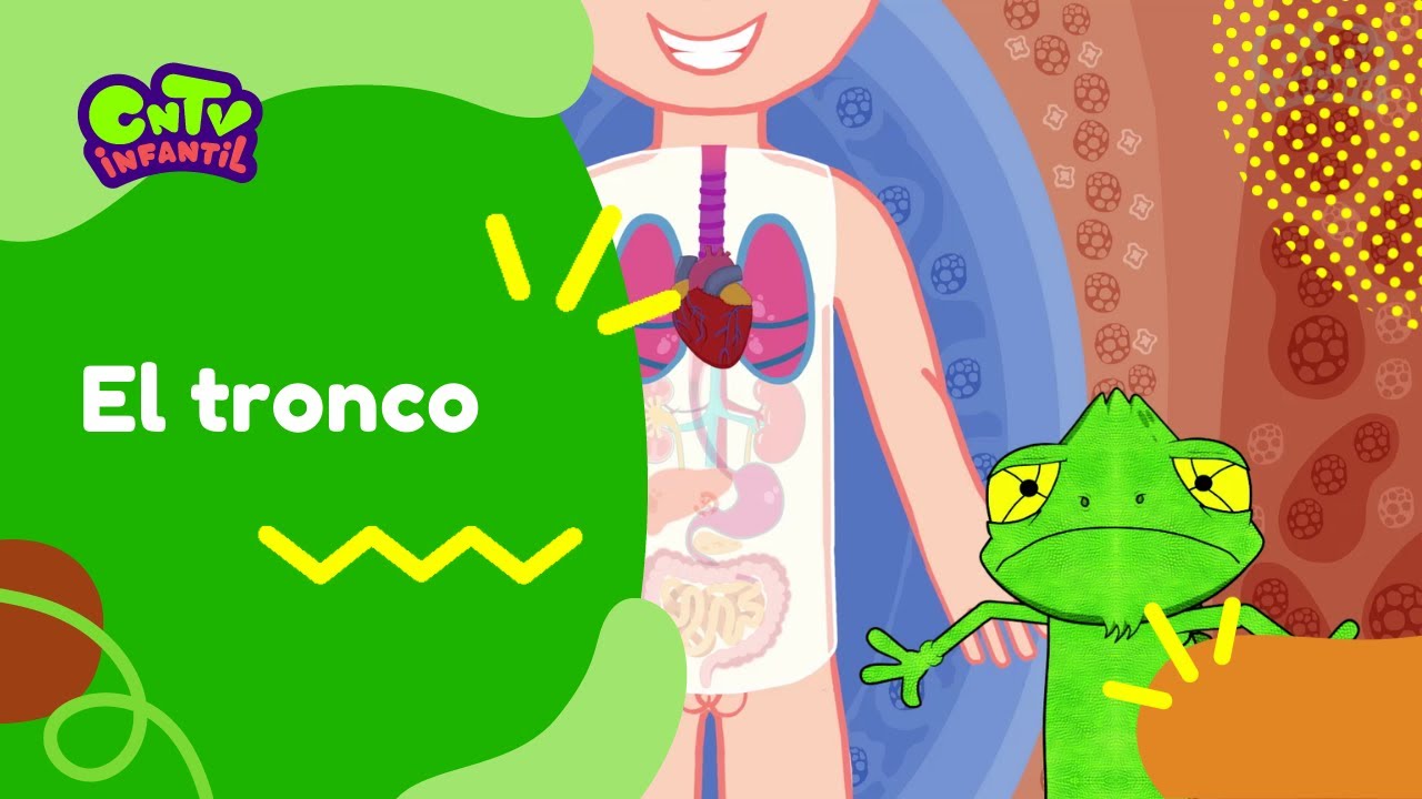 cuáles son las partes del tronco