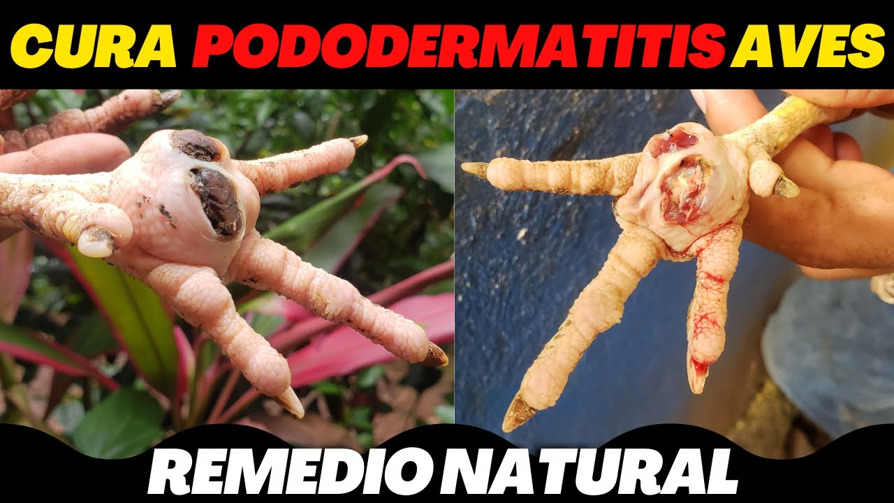 cuantos dedos tiene la pata de una gallina