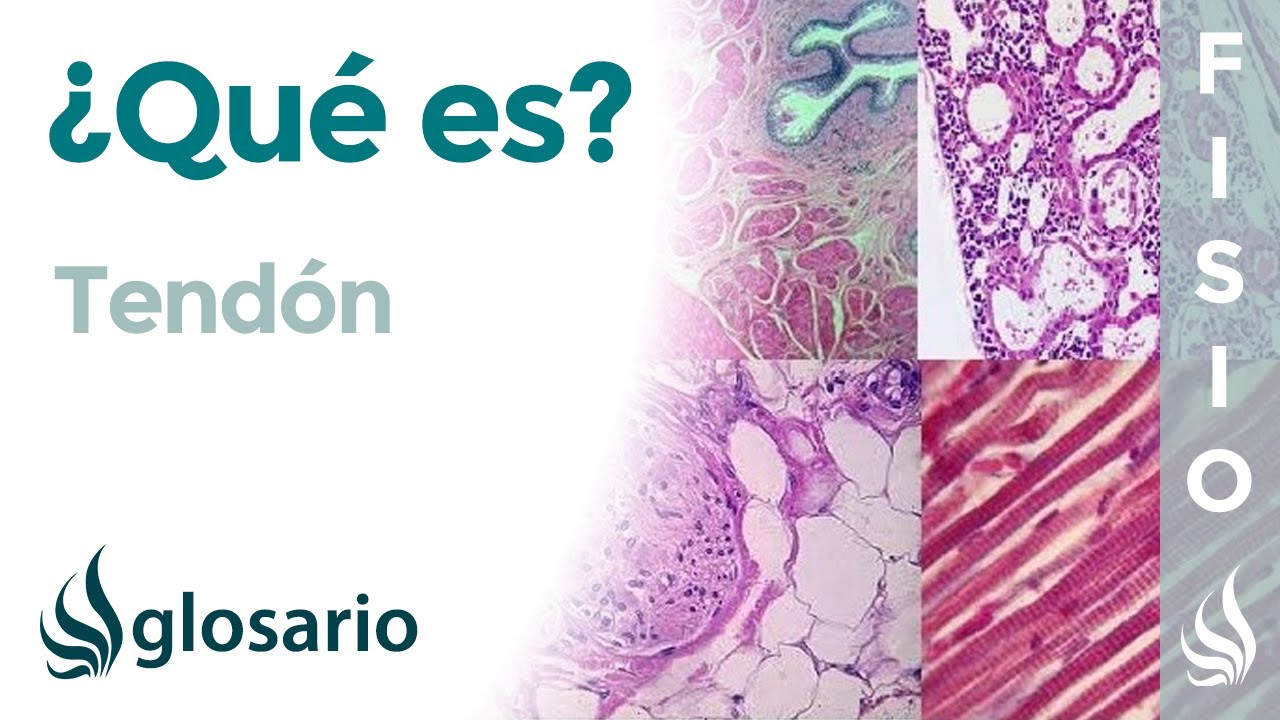 de que estan formados los tendones