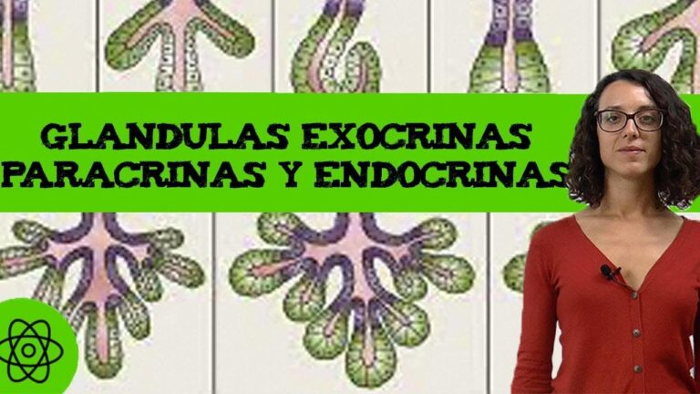 El Hígado: ¿Es una Glándula Endocrina o Exocrina? Descubre la Verdadera