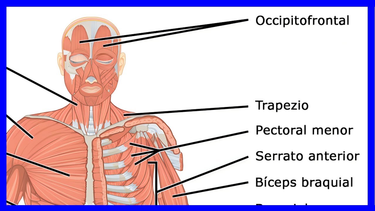 esquema de los principales musculos del cuerpo humano