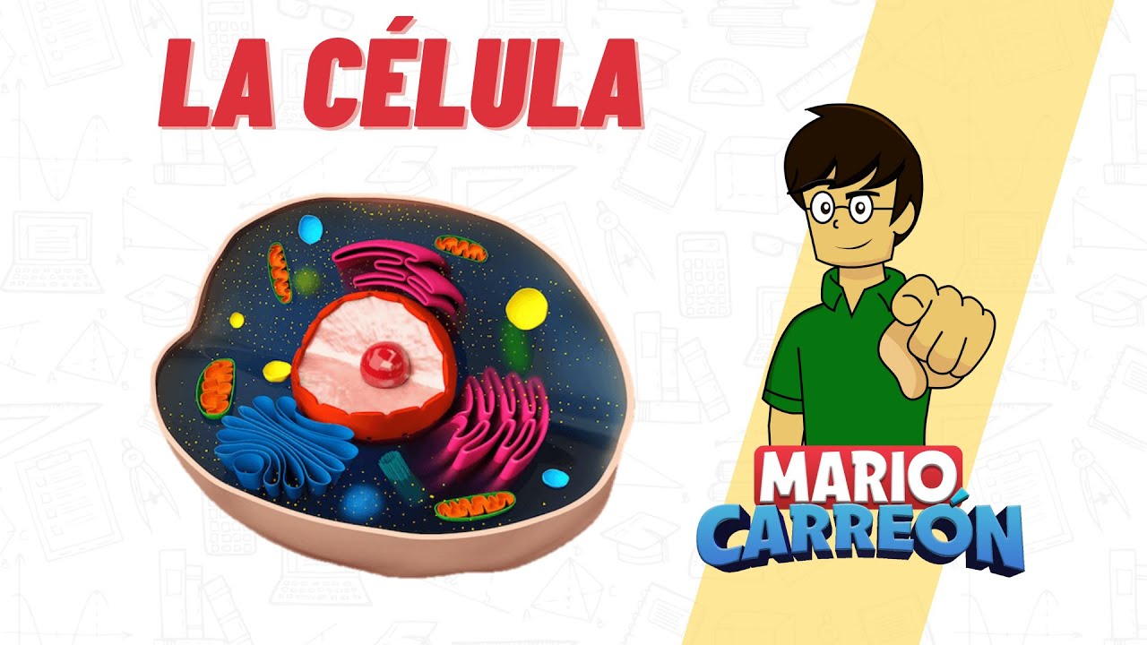 funcion de las celulas de clara