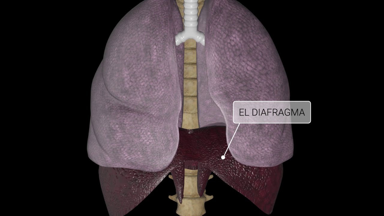 la respiracion es un proceso voluntario o involuntario