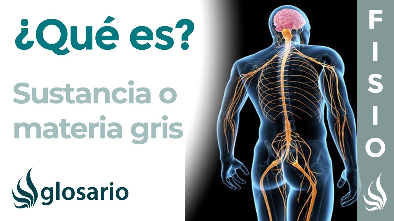 medula espinal sustancia gris y blanca
