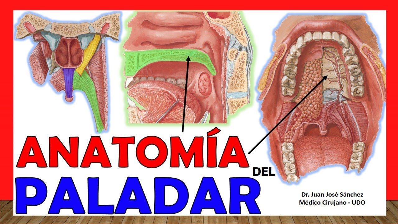 musculo tensor del velo del paladar