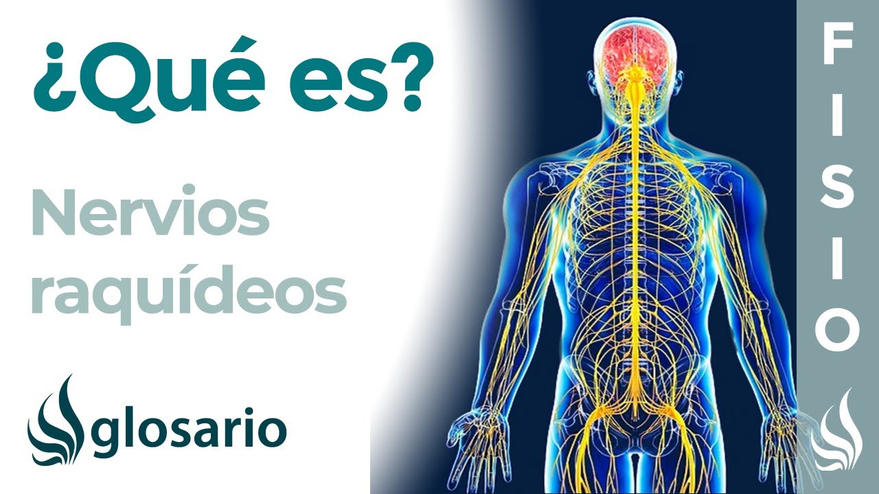 raices posteriores de los nervios raquideos