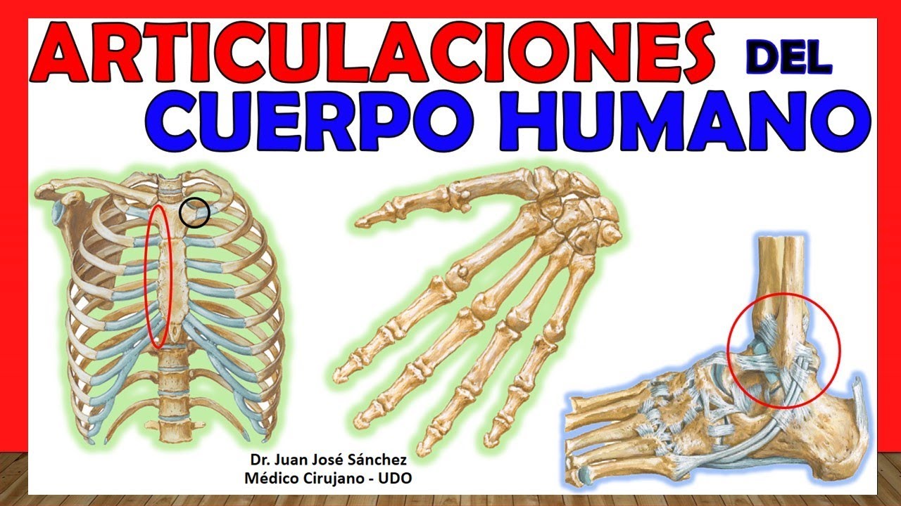 segmentos y articulaciones del cuerpo humano