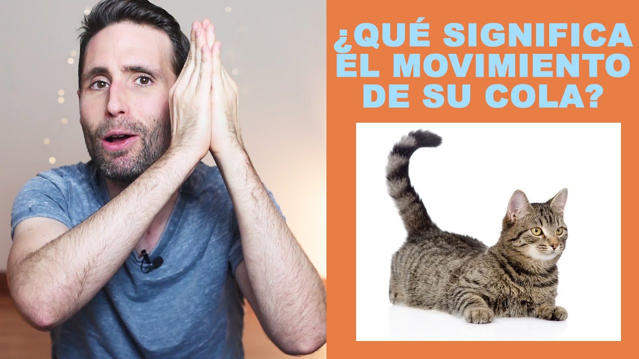 a mi gato le vibra la cola