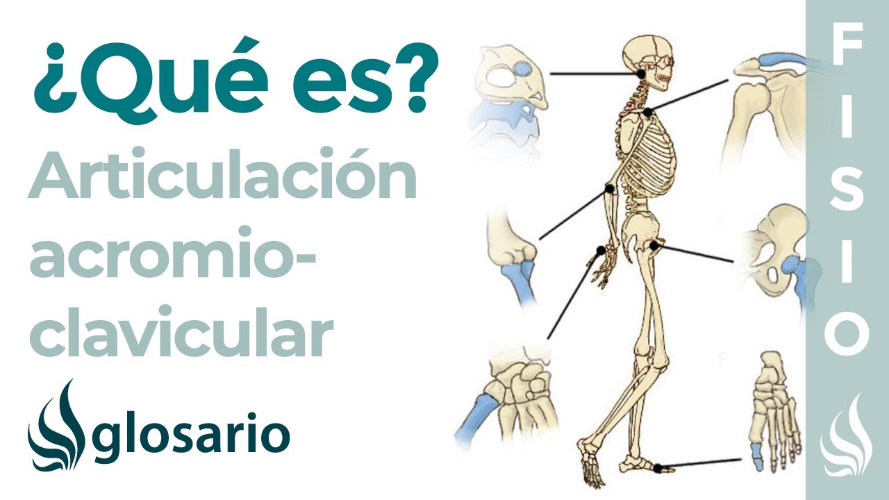 acromioclavicular que tipo de articulacion es
