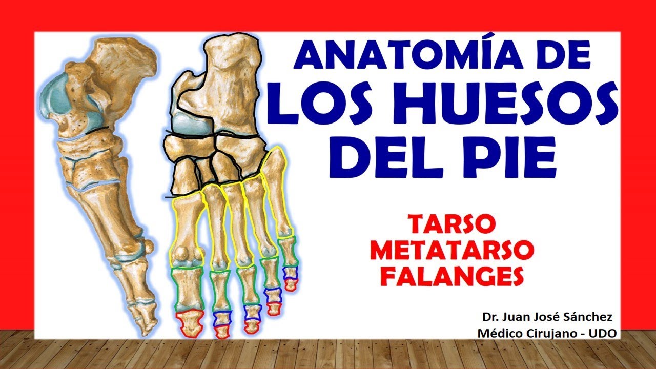 anatomia del pie huesos y musculos