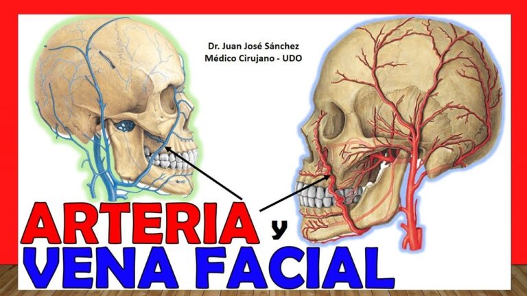 Todo sobre las Arterias de la Cara y Cuello: Funciones, Estructura y