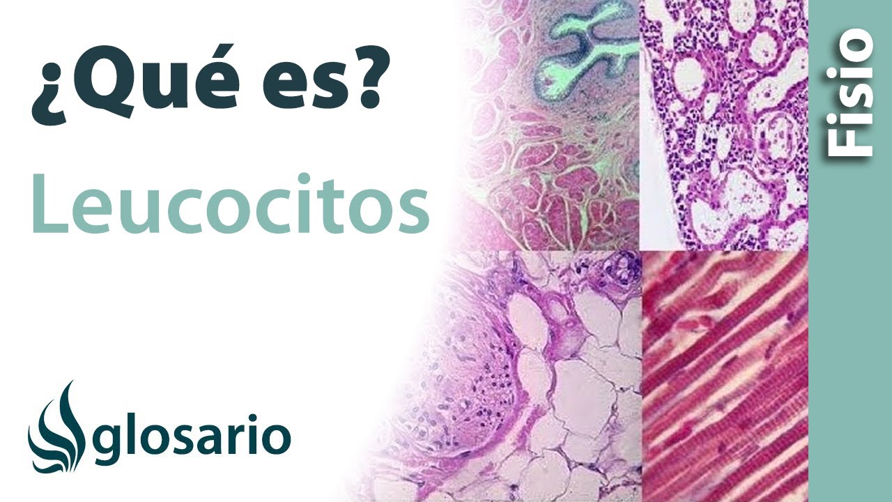 clases de leucocitos y sus funciones