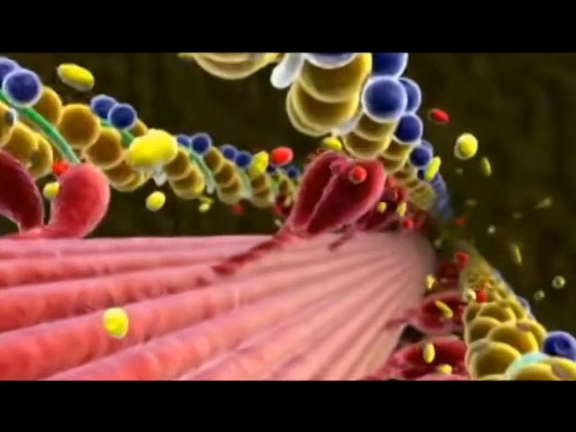 como se producen los calambres musculares