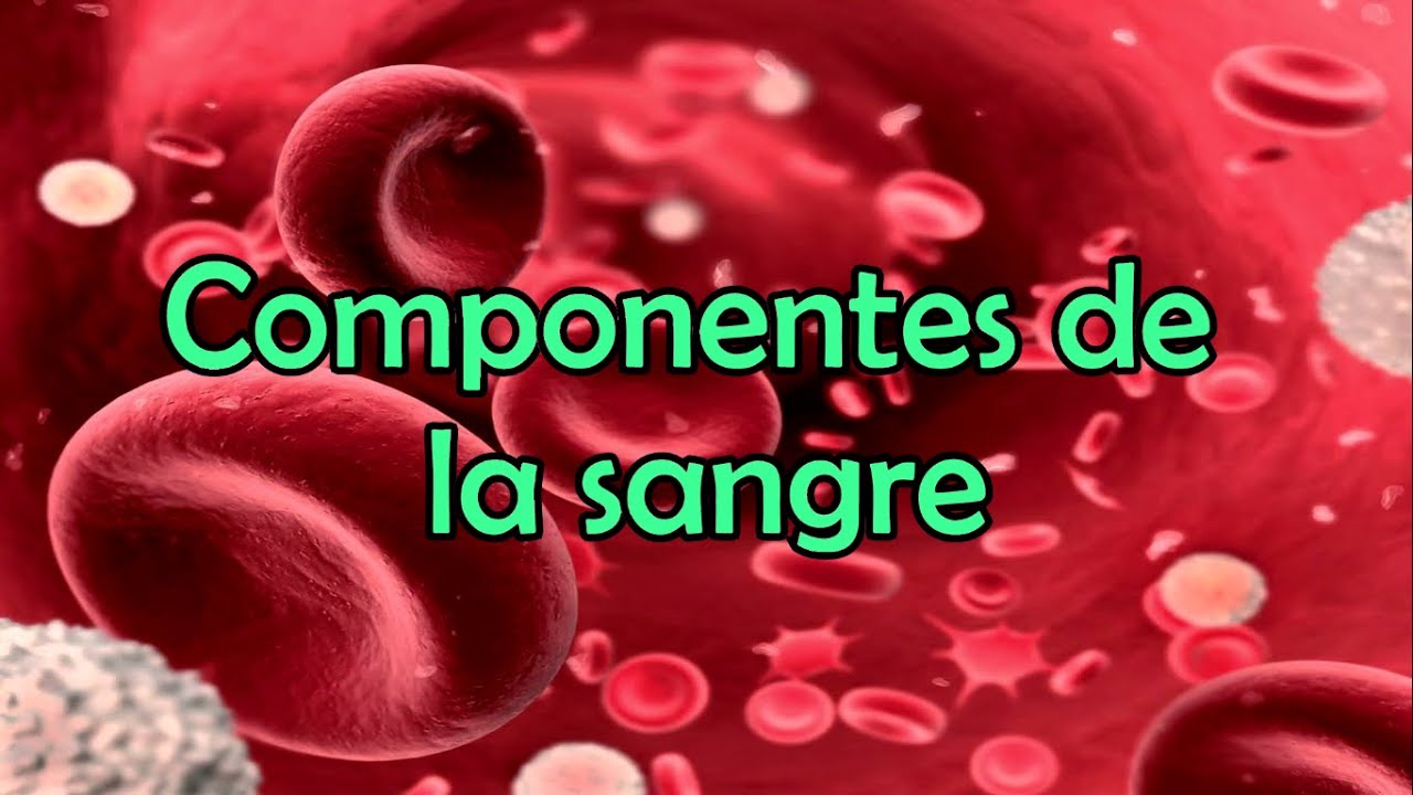 cuales son los componentes principales de la sangre