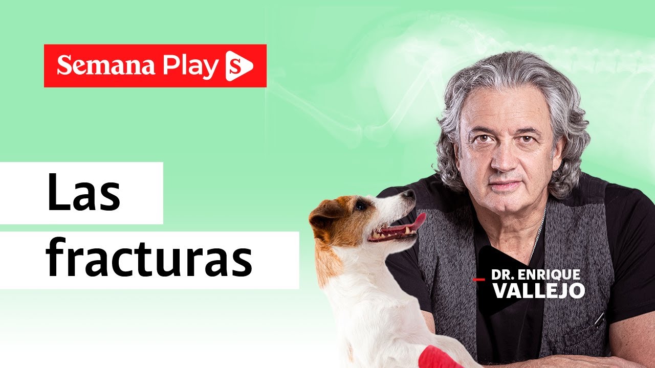 cuanto tarda un gato en recuperarse de una fractura