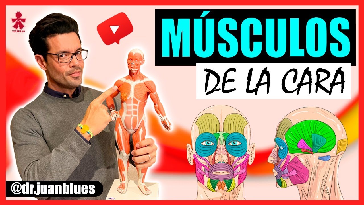cuantos musculos hay en el rostro