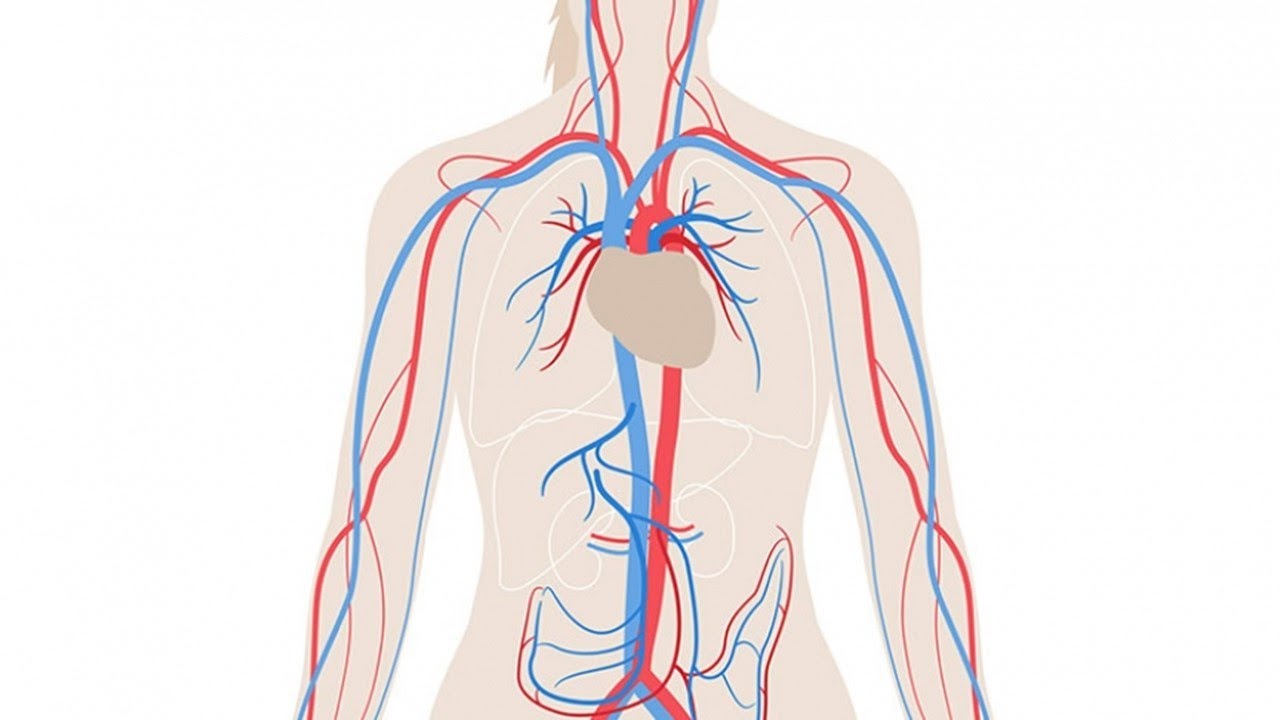 diferencia entre arteria vena y capilar