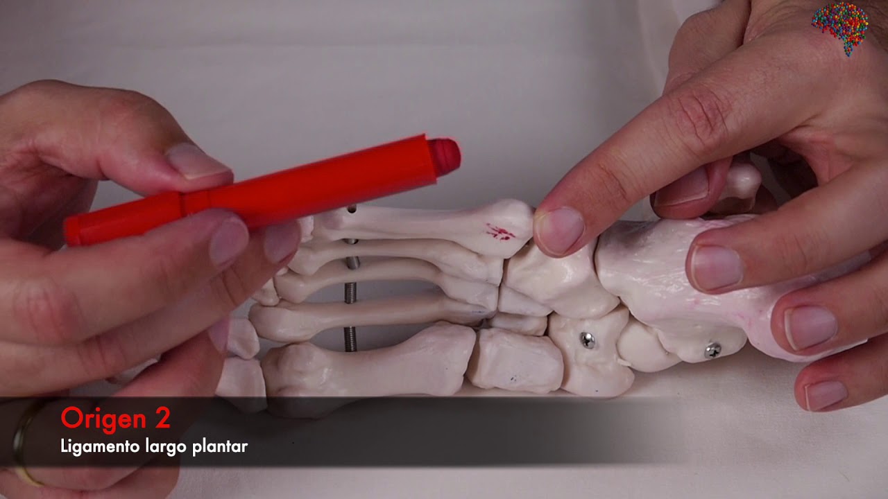 flexor corto del primer dedo del pie