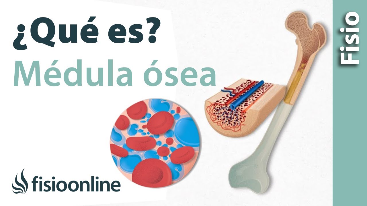 funcion de la medula osea roja y amarilla