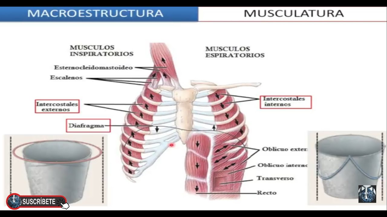 musculatura que interviene en la respiracion