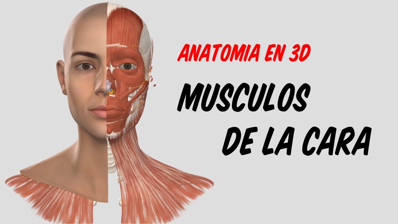 musculos de la cabeza y cuello origen insercion y funcion
