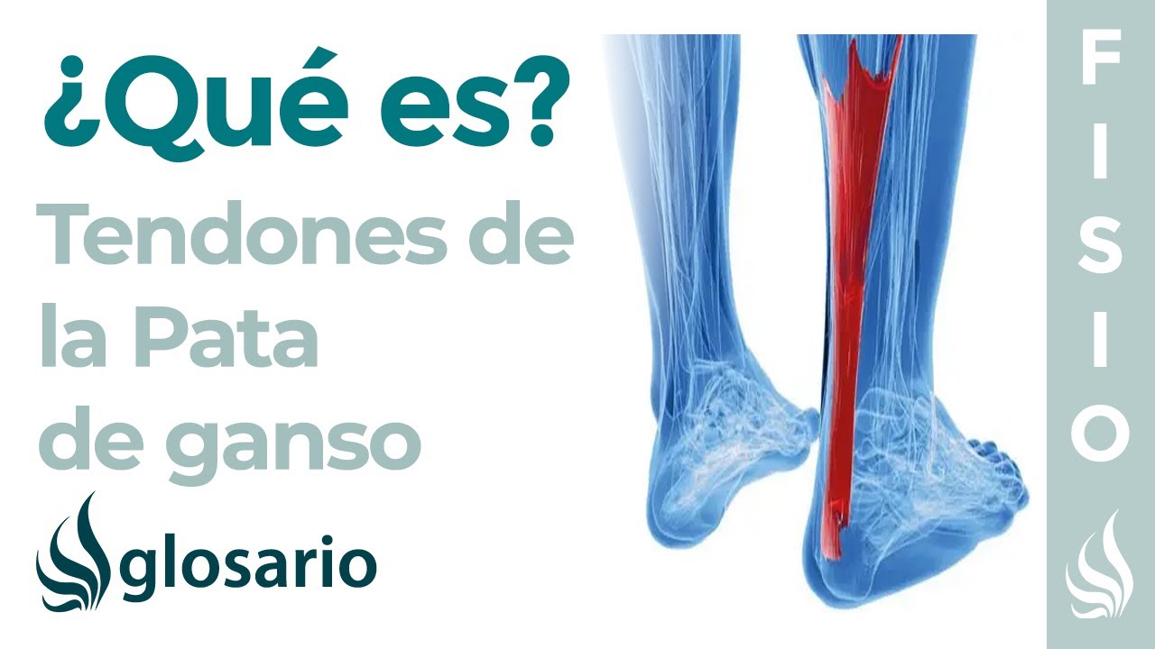 musculos de la pata de ganso superficial y profunda
