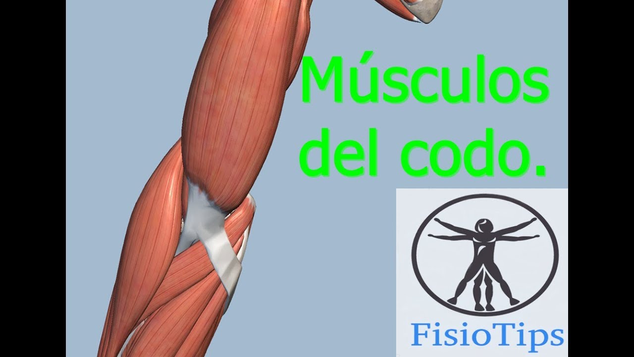 musculos del codo origen e insercion