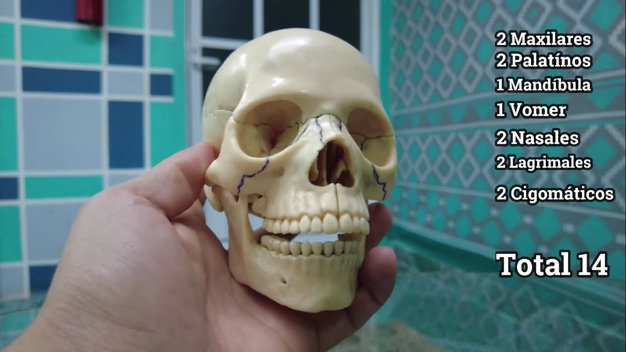 nombres de huesos de la cara