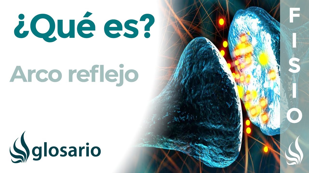 que diferencia hay entre acto reflejo y arco reflejo