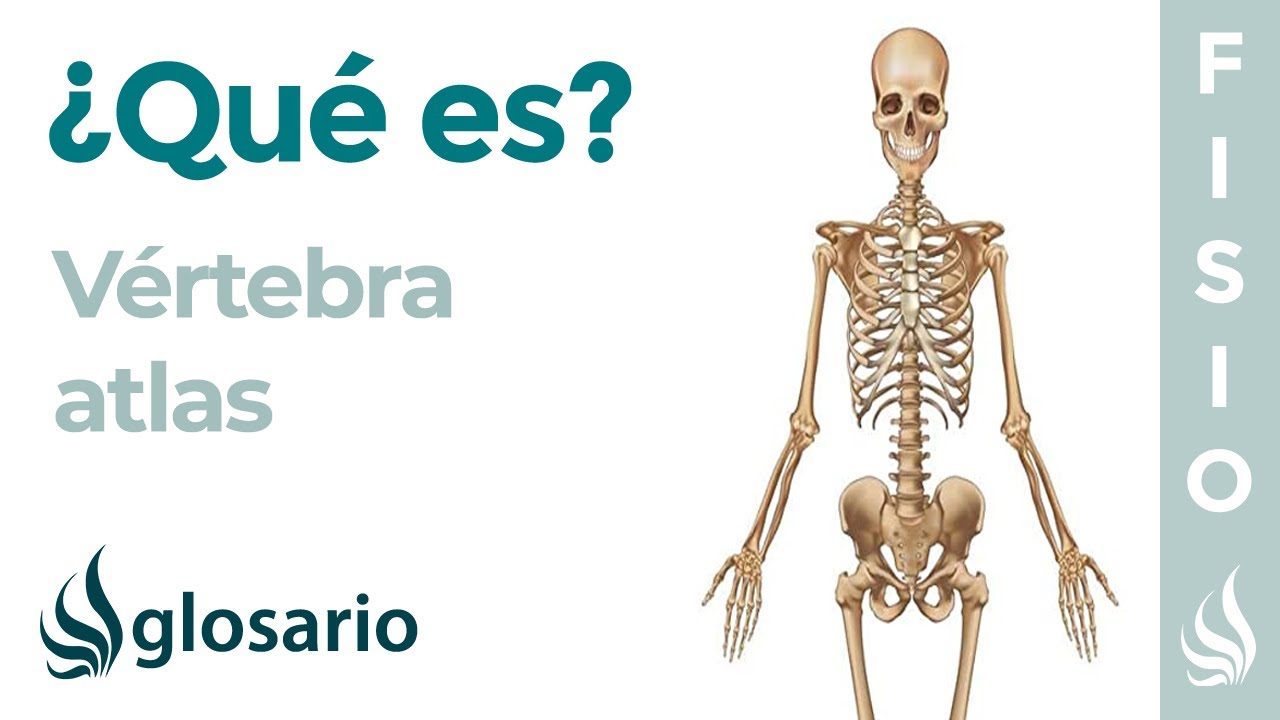 que es el atlas del cuerpo humano