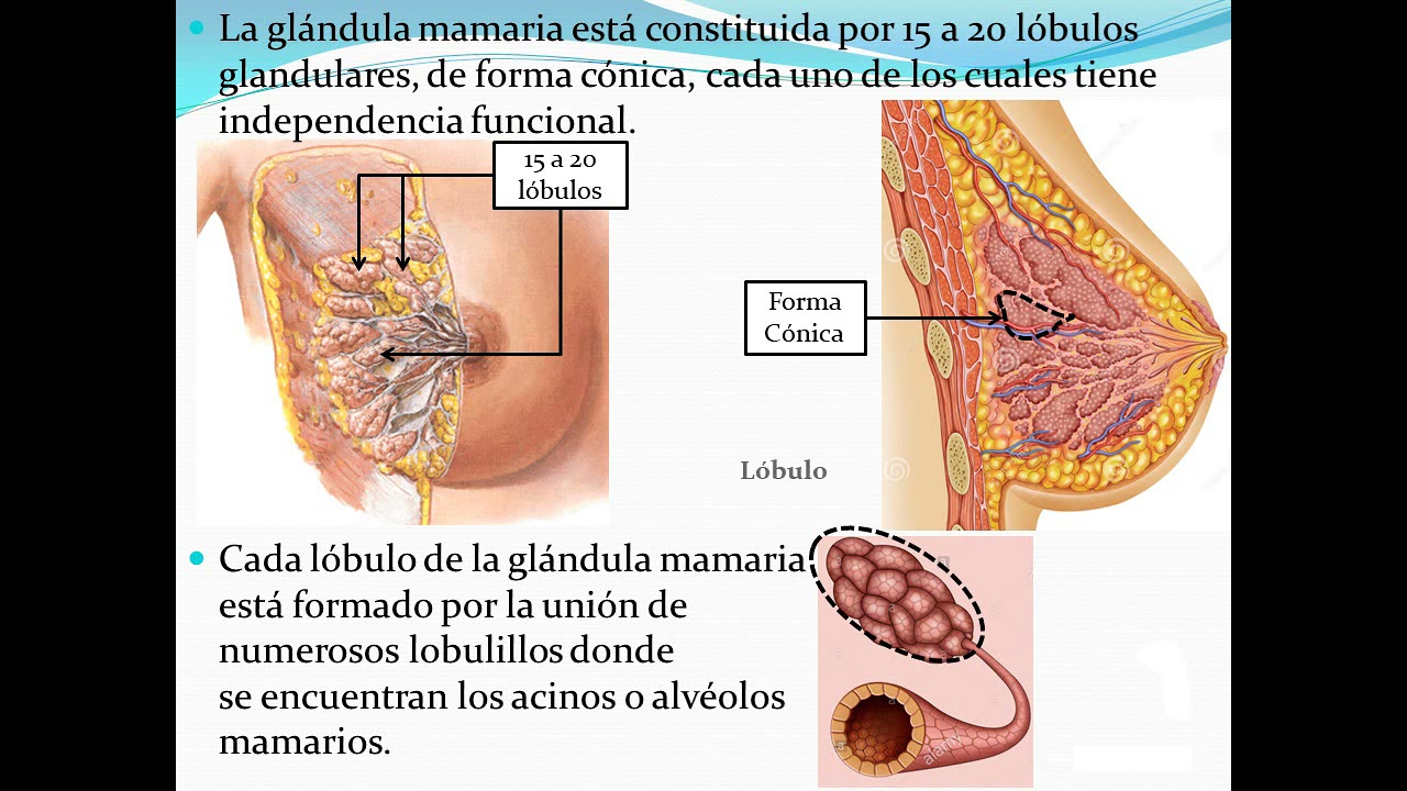 que funcion tienen las glandulas mamarias
