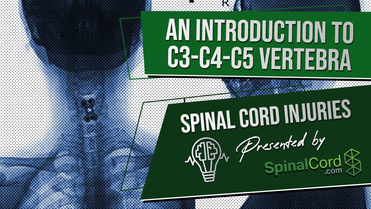 vertebras c1 c2 c3 c4 c5 c6 c7