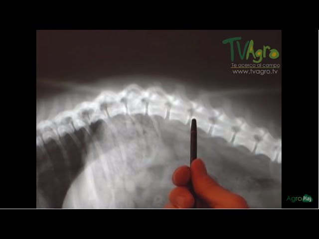 a mi perro le duele la columna