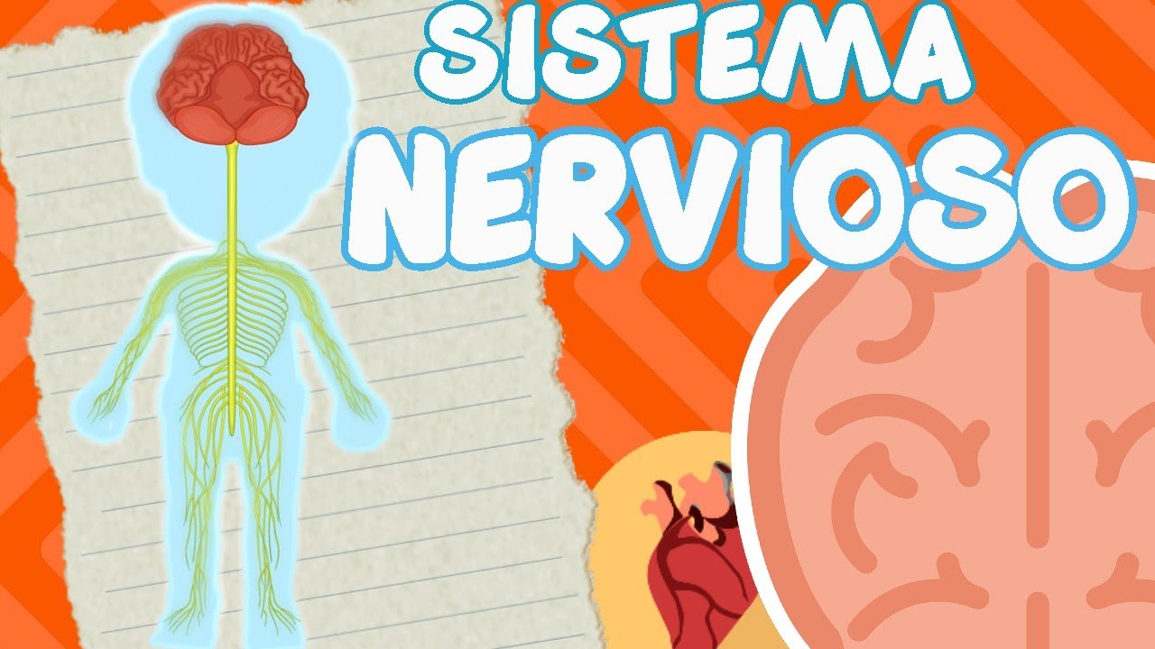actividades del sistema nervioso para niños de primaria