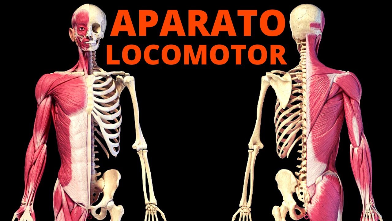 anatomía general y descriptiva del aparato locomotor