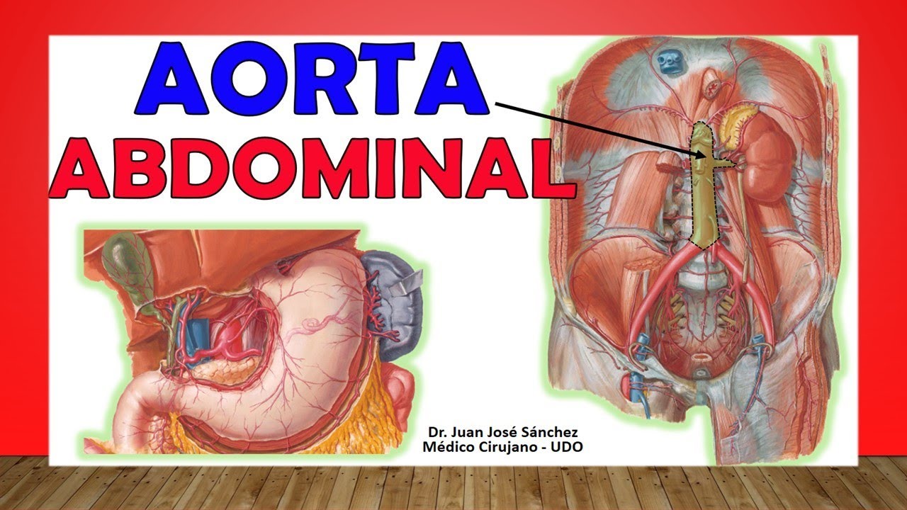 arteria aorta abdominal y sus ramas