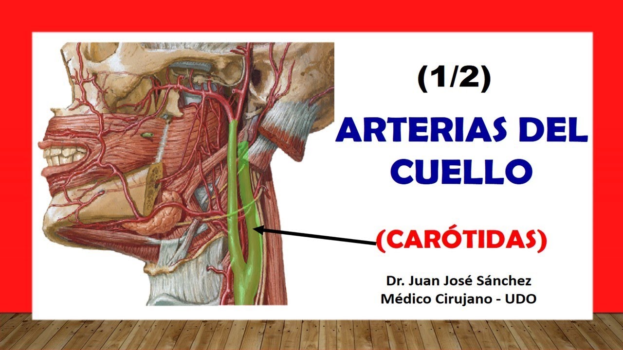 arteria carotida interna y sus ramas