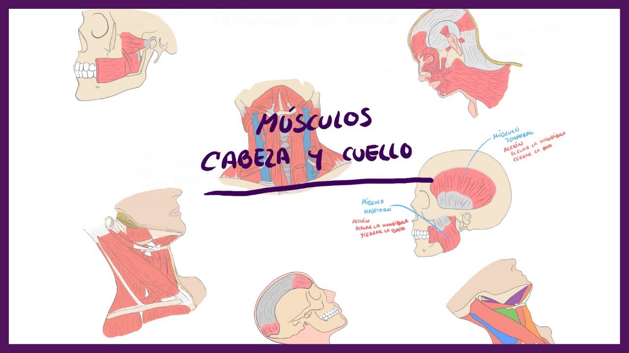 clasificacion de los musculos de la cabeza