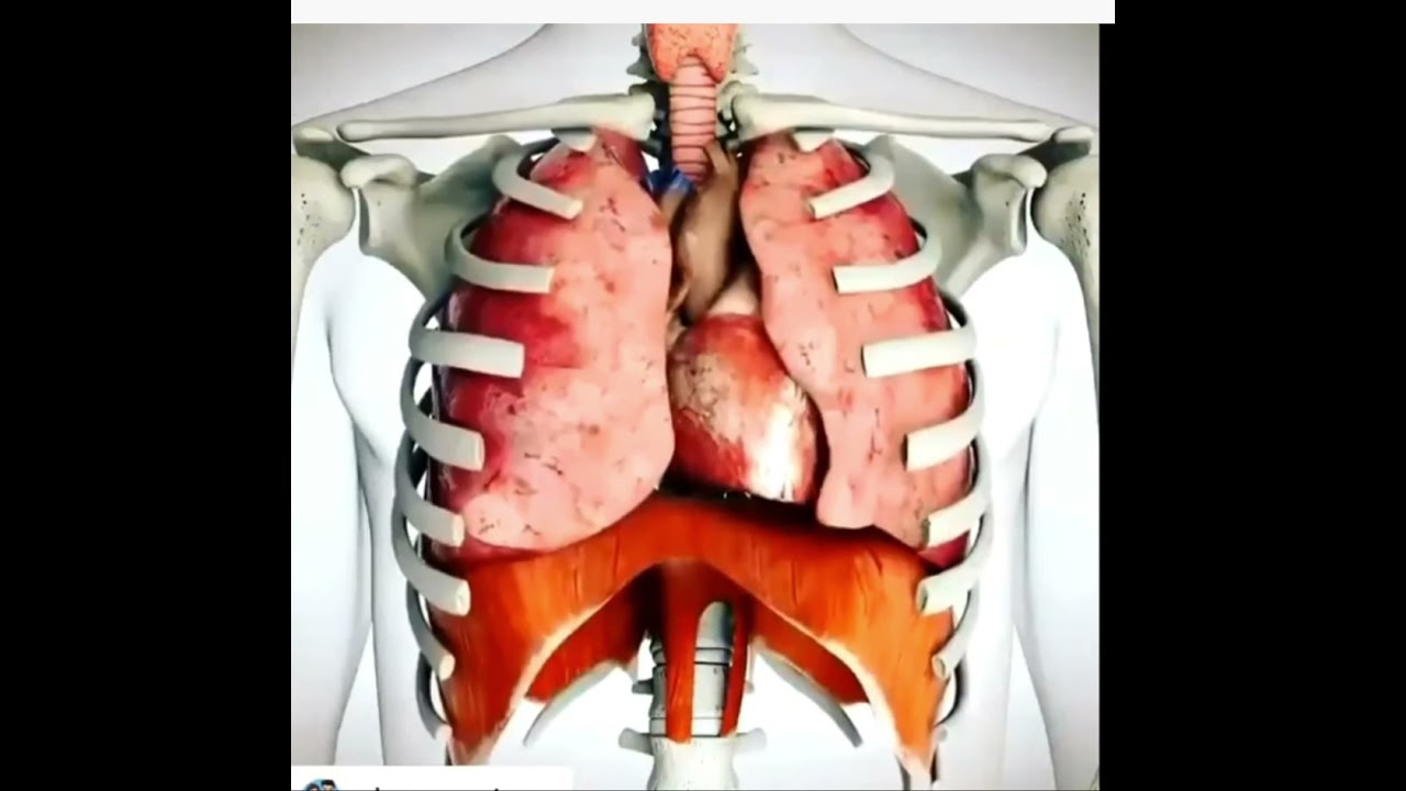 como se mueve el diafragma en la respiracion