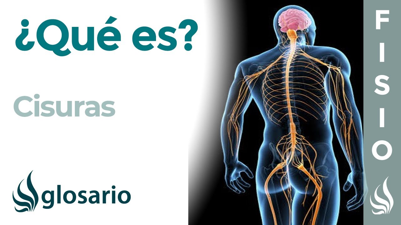 cuantas cisuras presenta el cerebro y cuales son