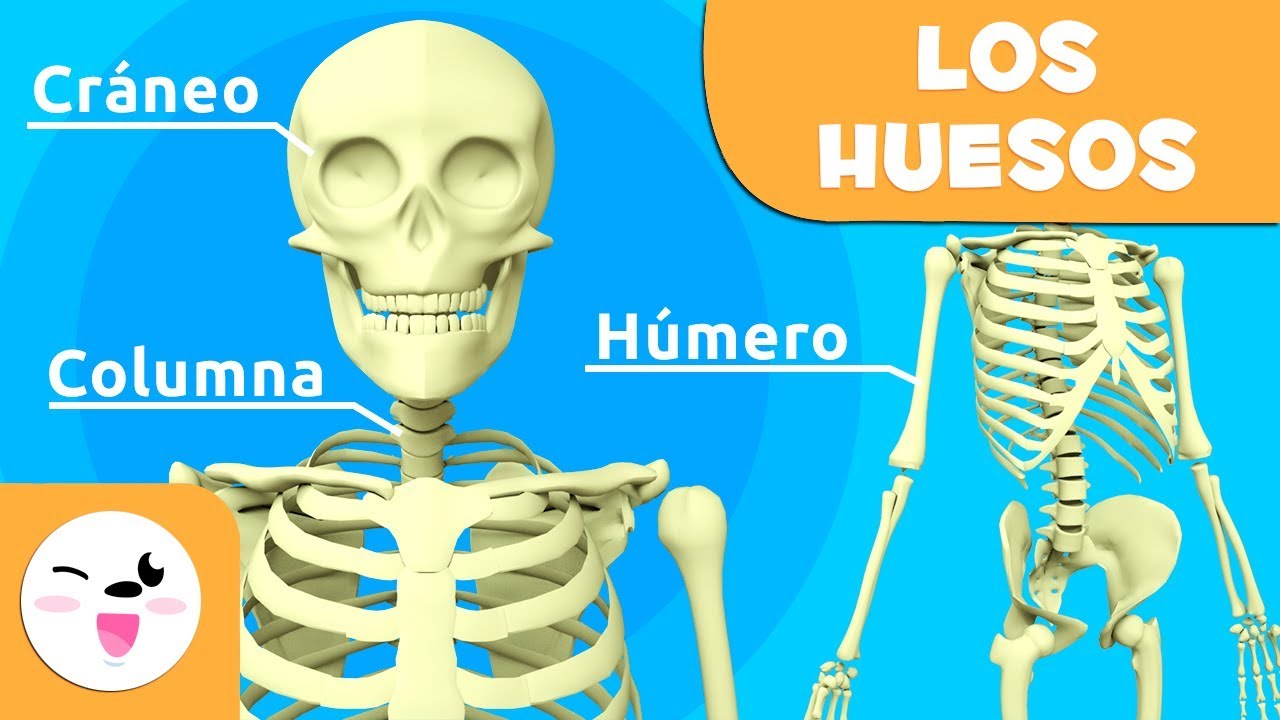 donde estan los huesos mas pequeños del cuerpo humano