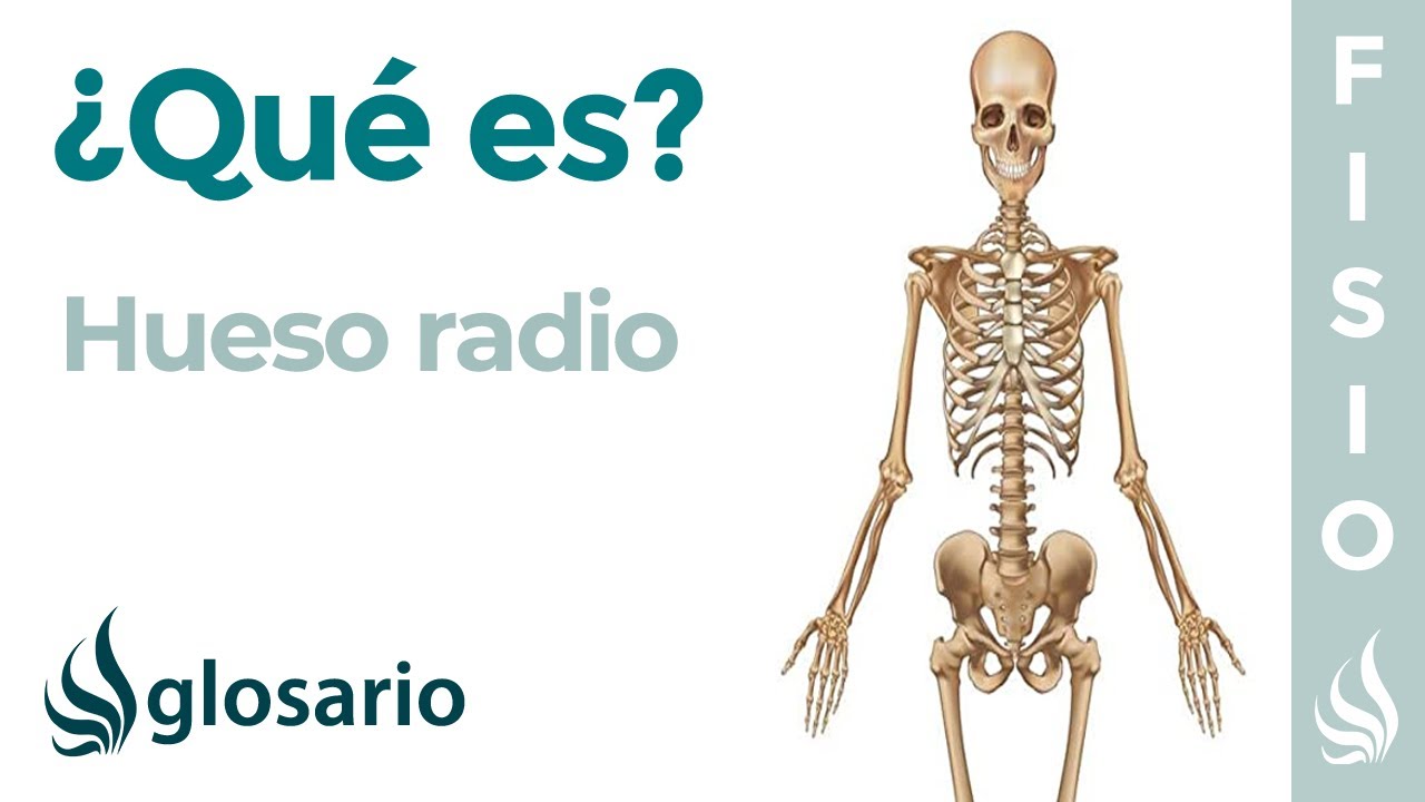 donde se encuentra el hueso radio