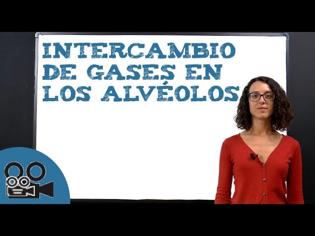 donde se realiza el intercambio de gases
