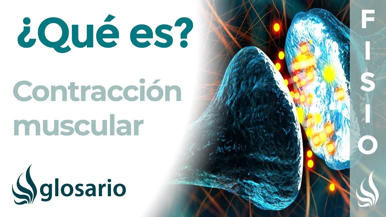 en que consiste la contraccion muscular